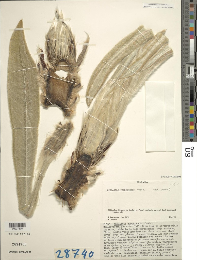 Espeletia curialensis photo 4