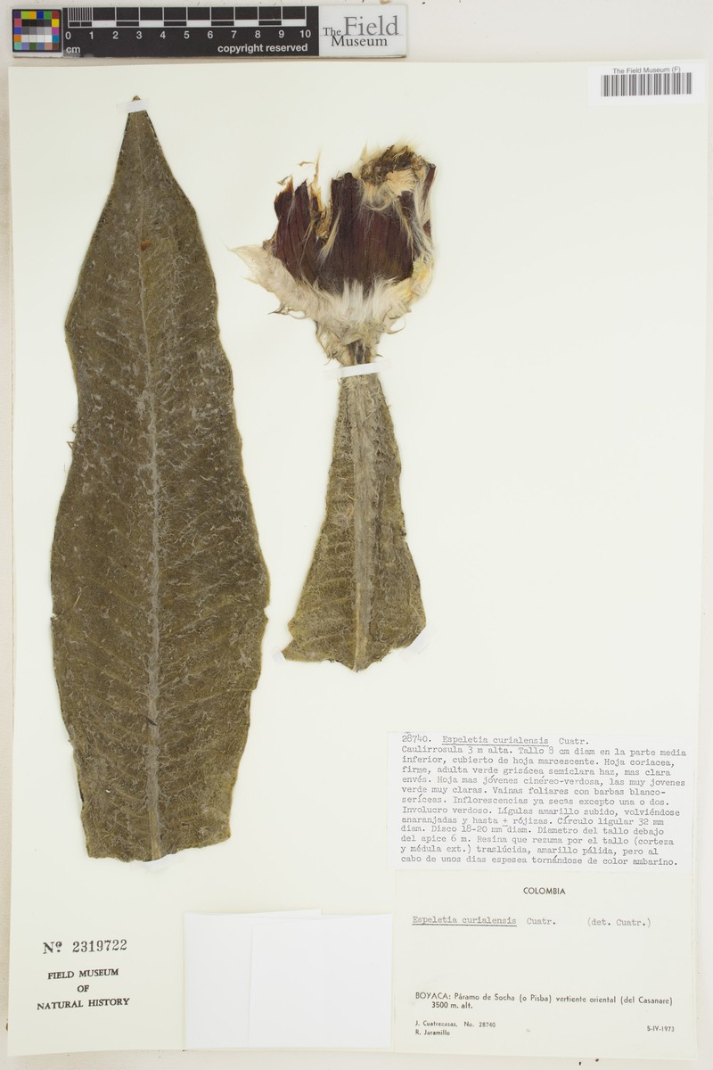 Espeletia curialensis photo 5