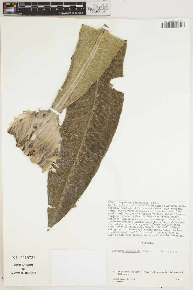 Espeletia curialensis photo 6