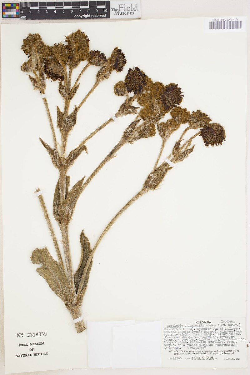 Espeletia curialensis photo 7