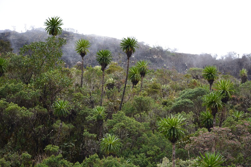 Espeletia curialensis
