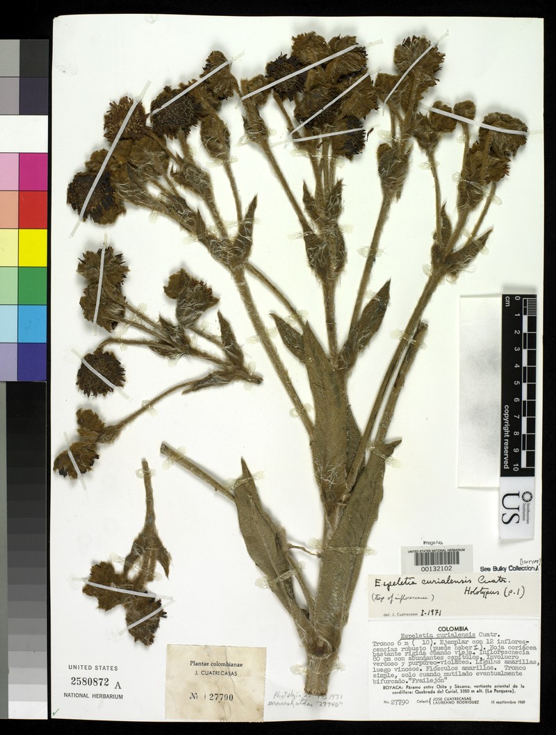 Espeletia curialensis photo 8