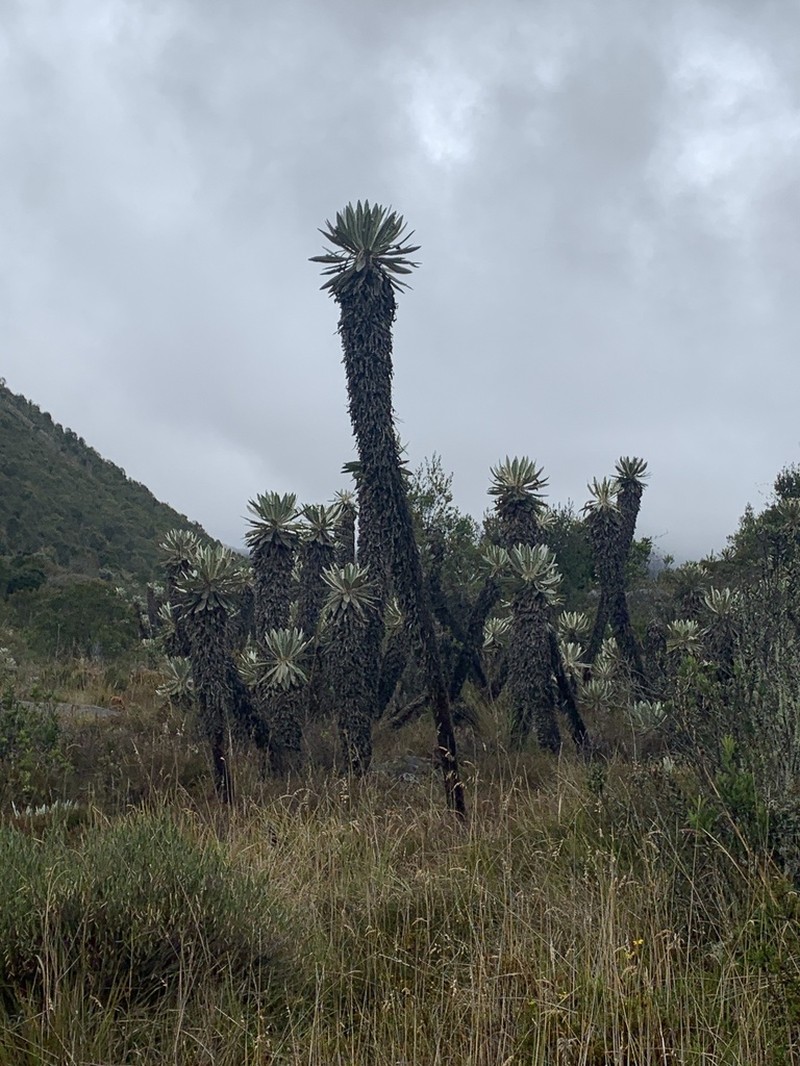 Espeletia discoidea