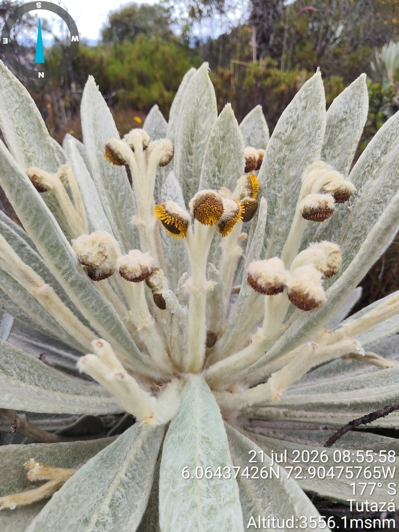Espeletia discoidea photo 2