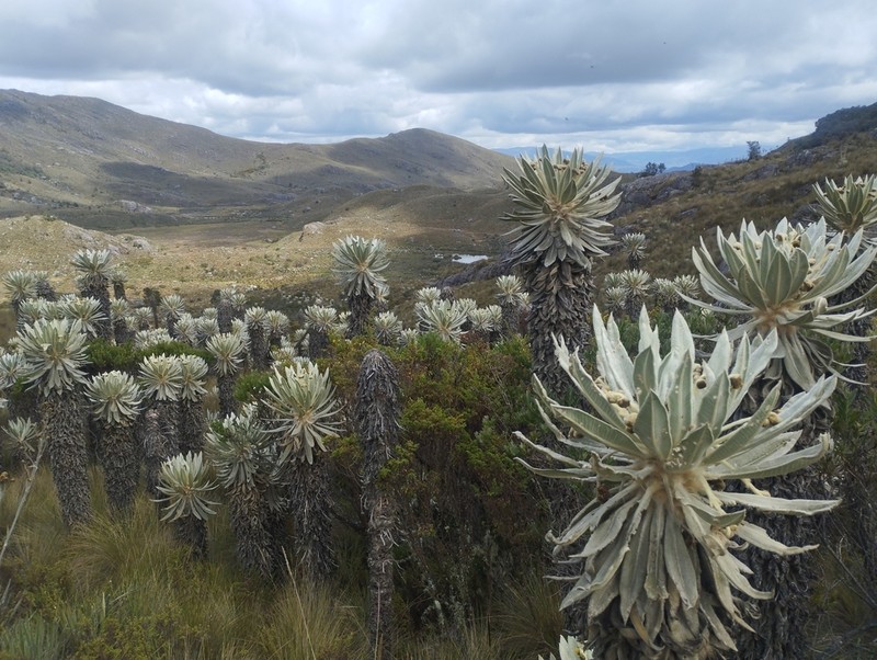 Espeletia discoidea photo 3