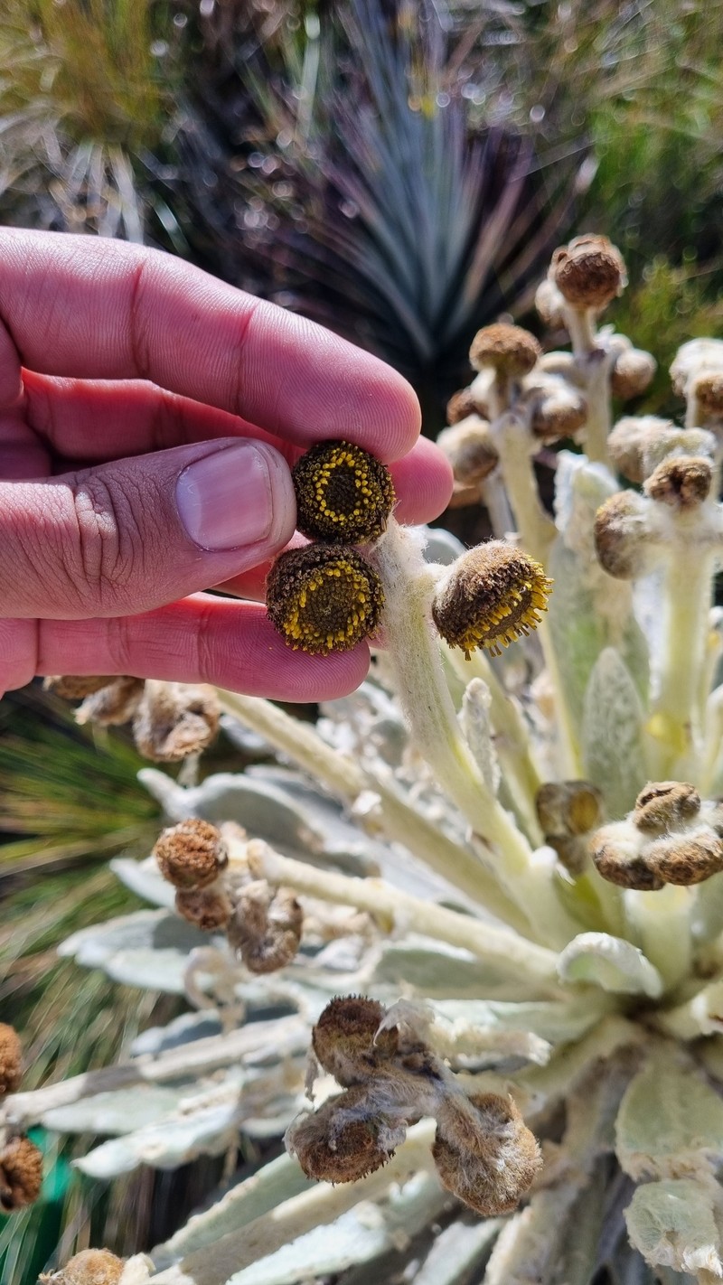 Espeletia discoidea photo 6