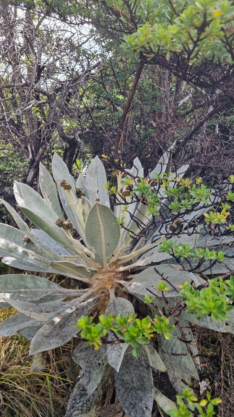 Espeletia discoidea photo 7