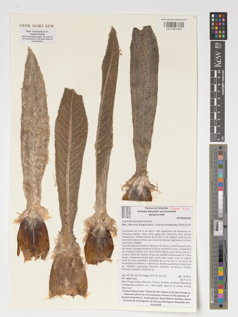 Espeletia discoidea photo 8