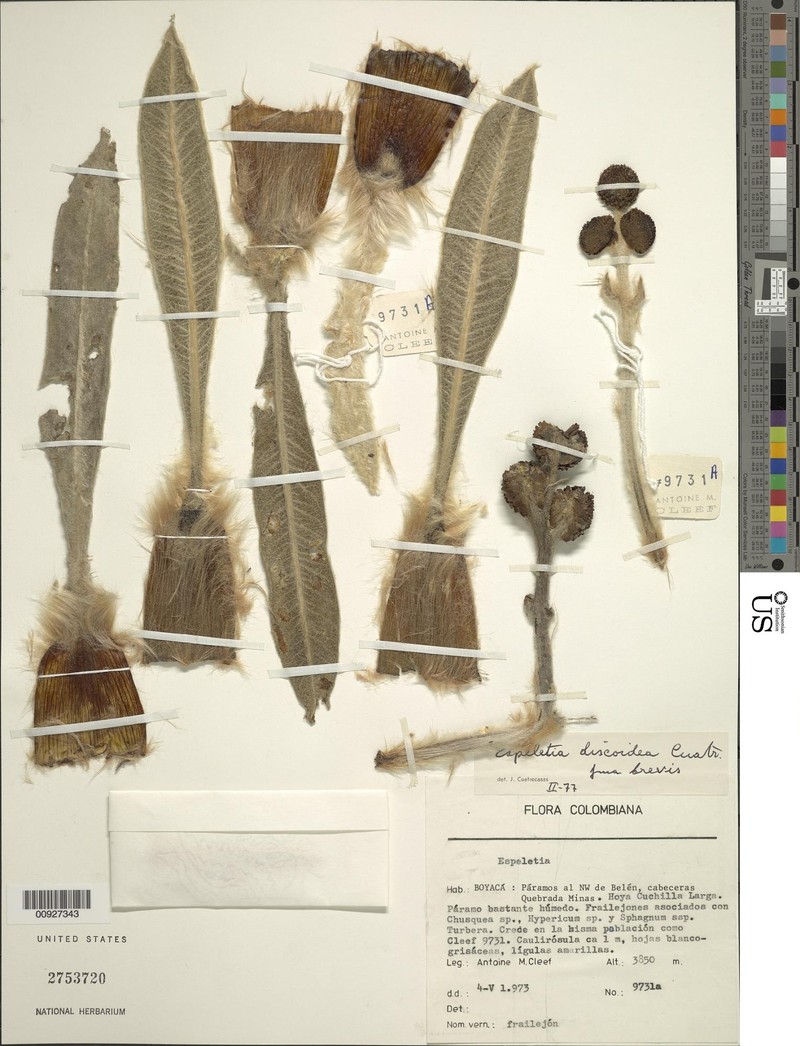 Espeletia discoidea var. brevis