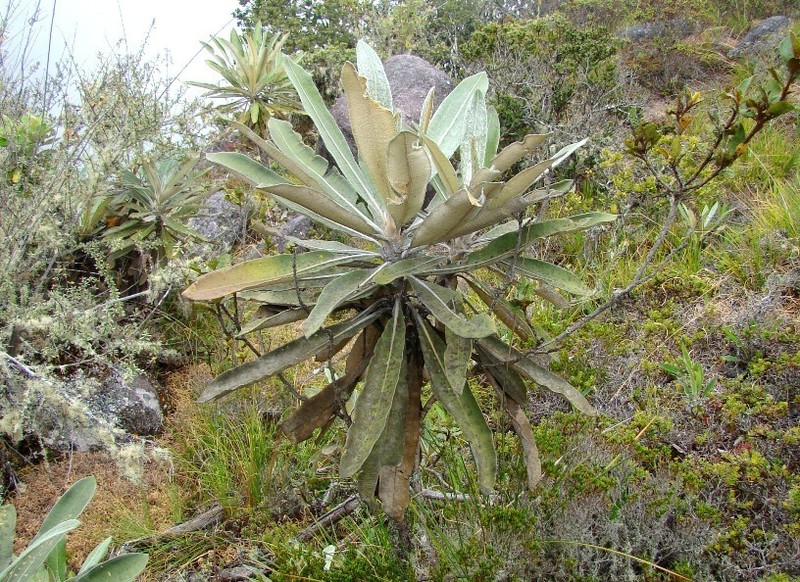 Espeletia divisoriensis photo 2