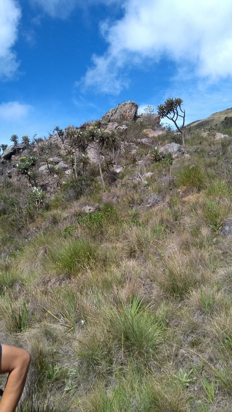 Espeletia divisoriensis photo 3