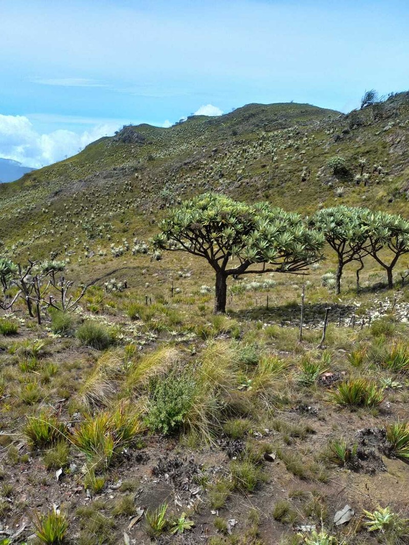 Espeletia divisoriensis photo 5
