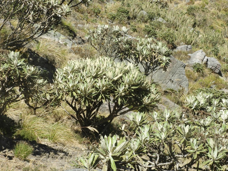 Espeletia divisoriensis photo 6