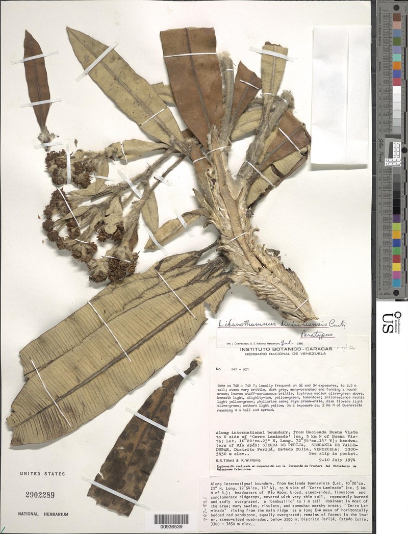 Espeletia divisoriensis photo 7