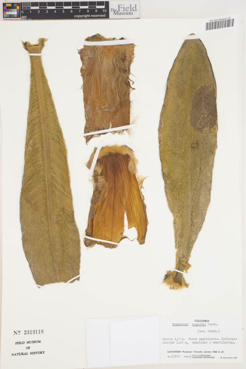 Espeletia dugandii