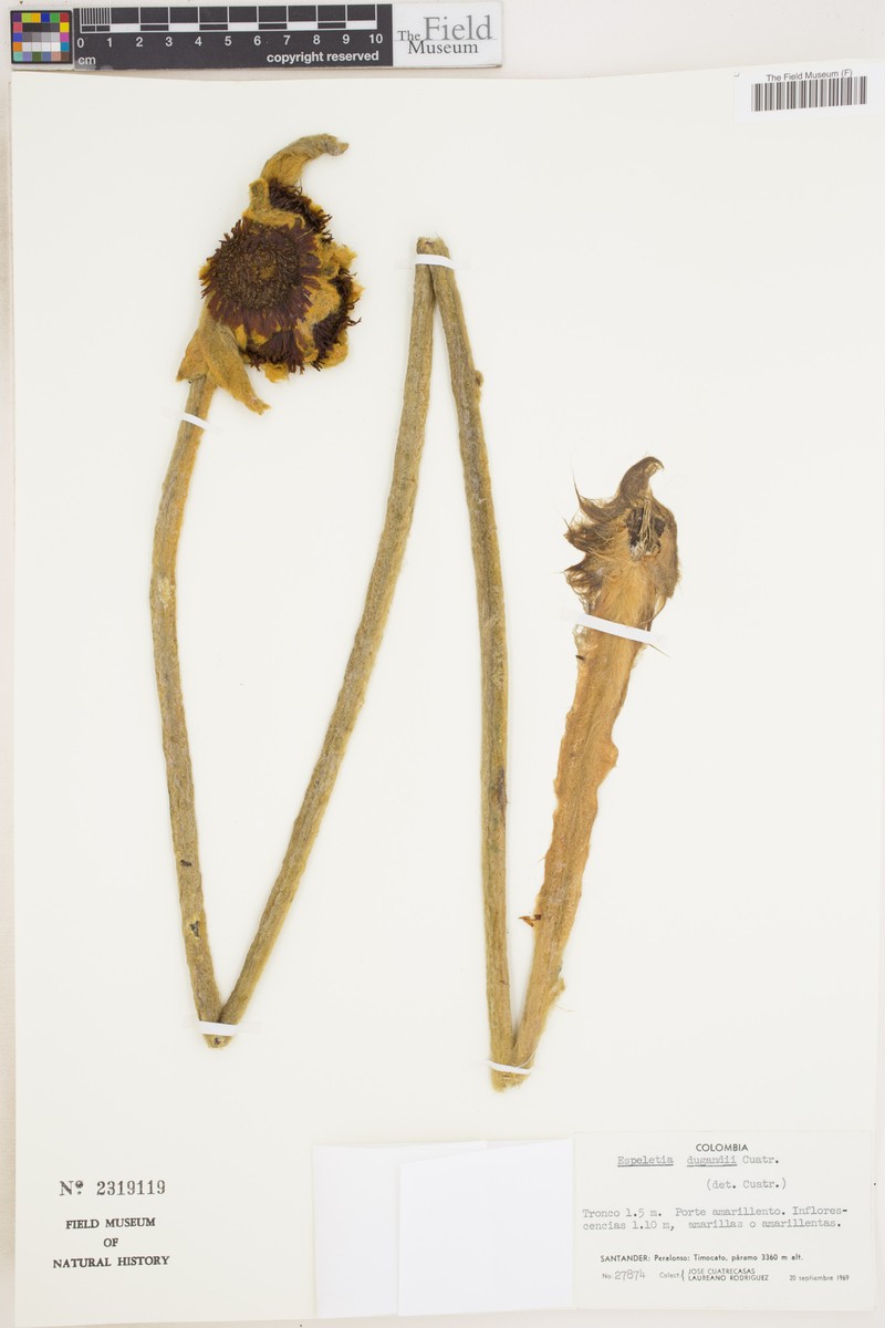 Espeletia dugandii photo 2