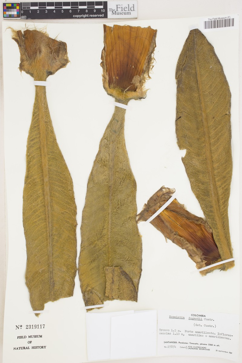 Espeletia dugandii photo 3