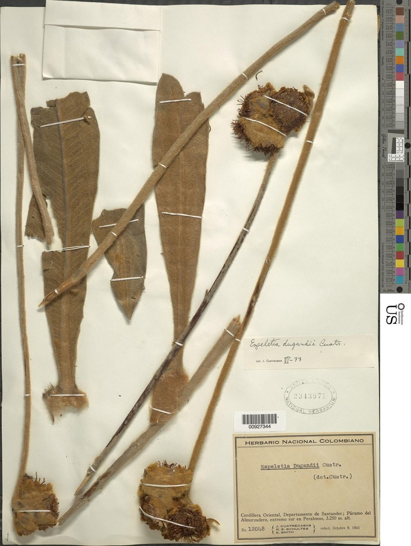 Espeletia dugandii photo 4