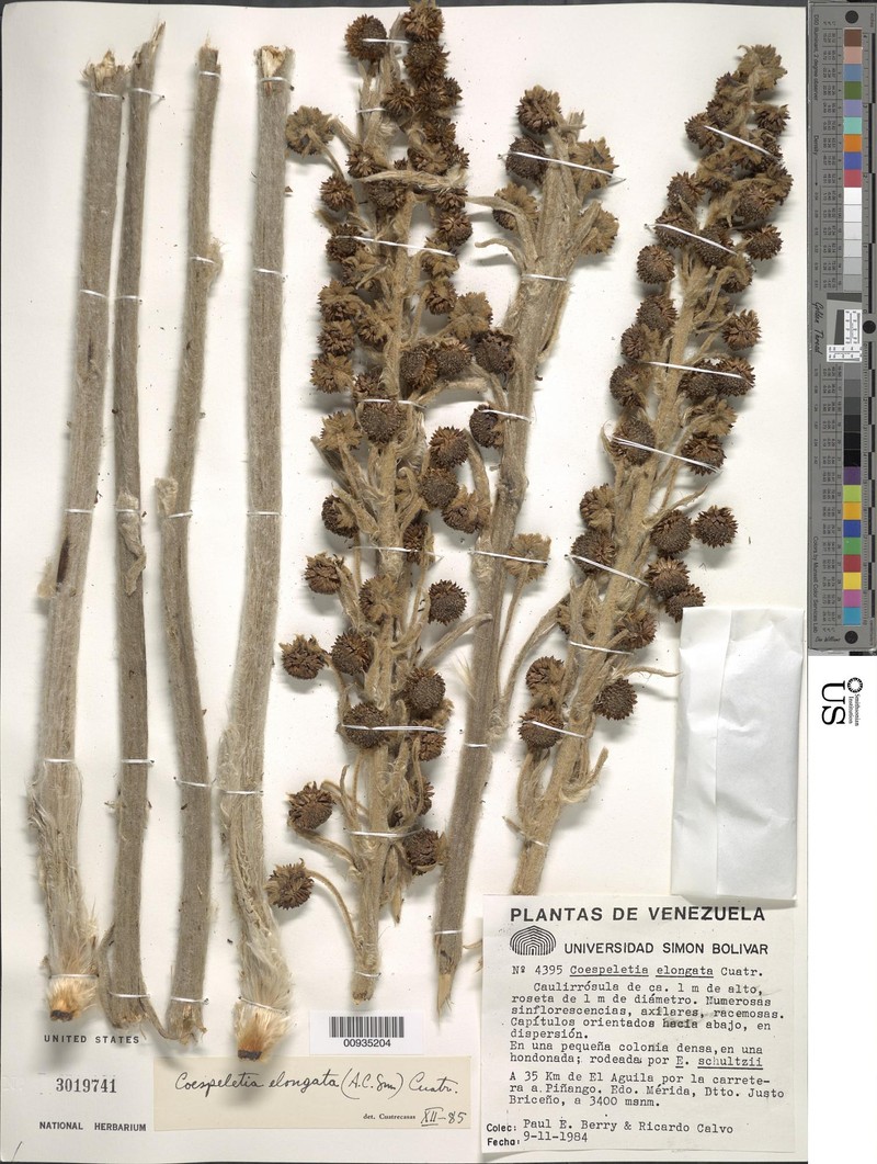 Espeletia elongata