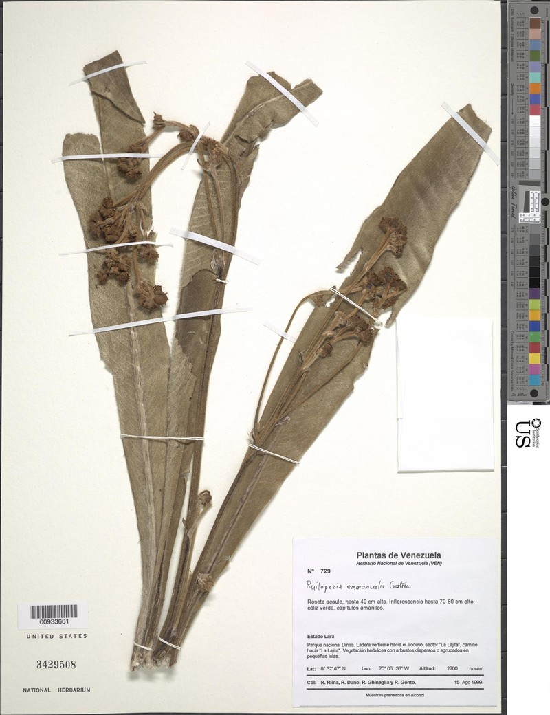 Espeletia emmanuelis