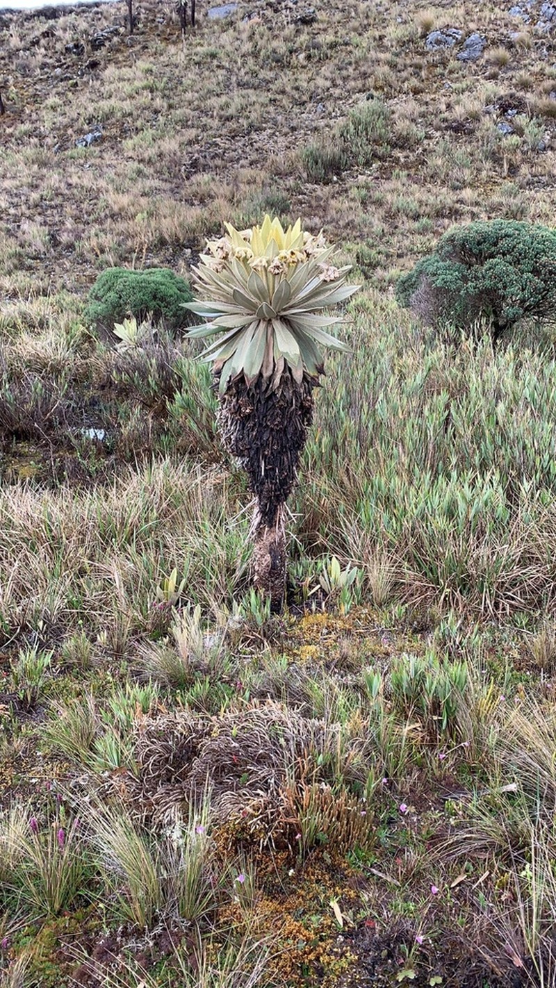 Espeletia episcopalis