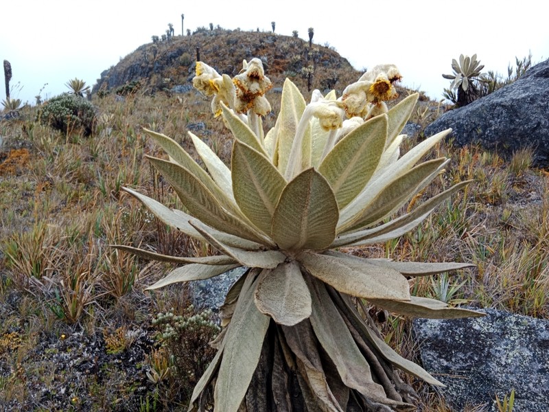 Espeletia episcopalis photo 2