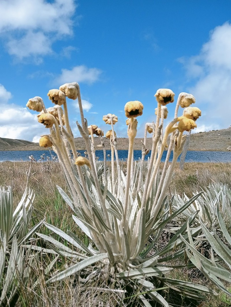 Espeletia estanislana