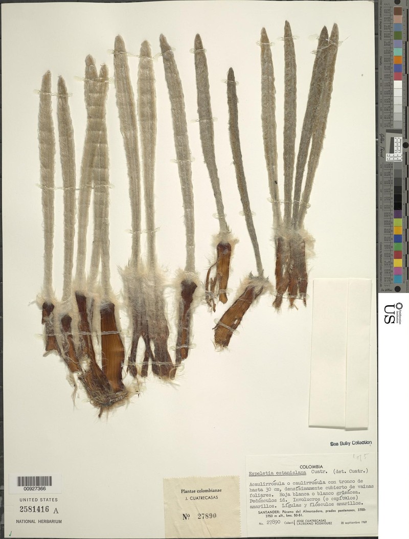 Espeletia estanislana photo 5
