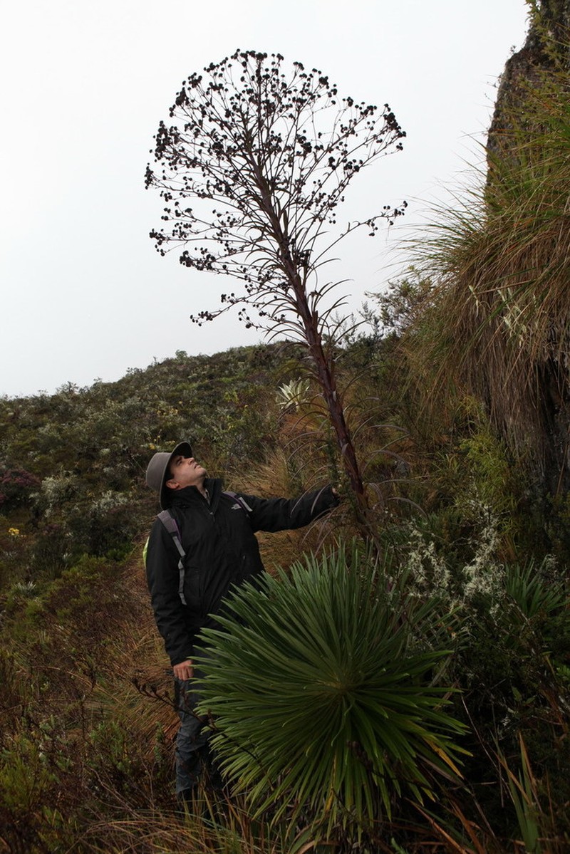 Espeletia figueirasii