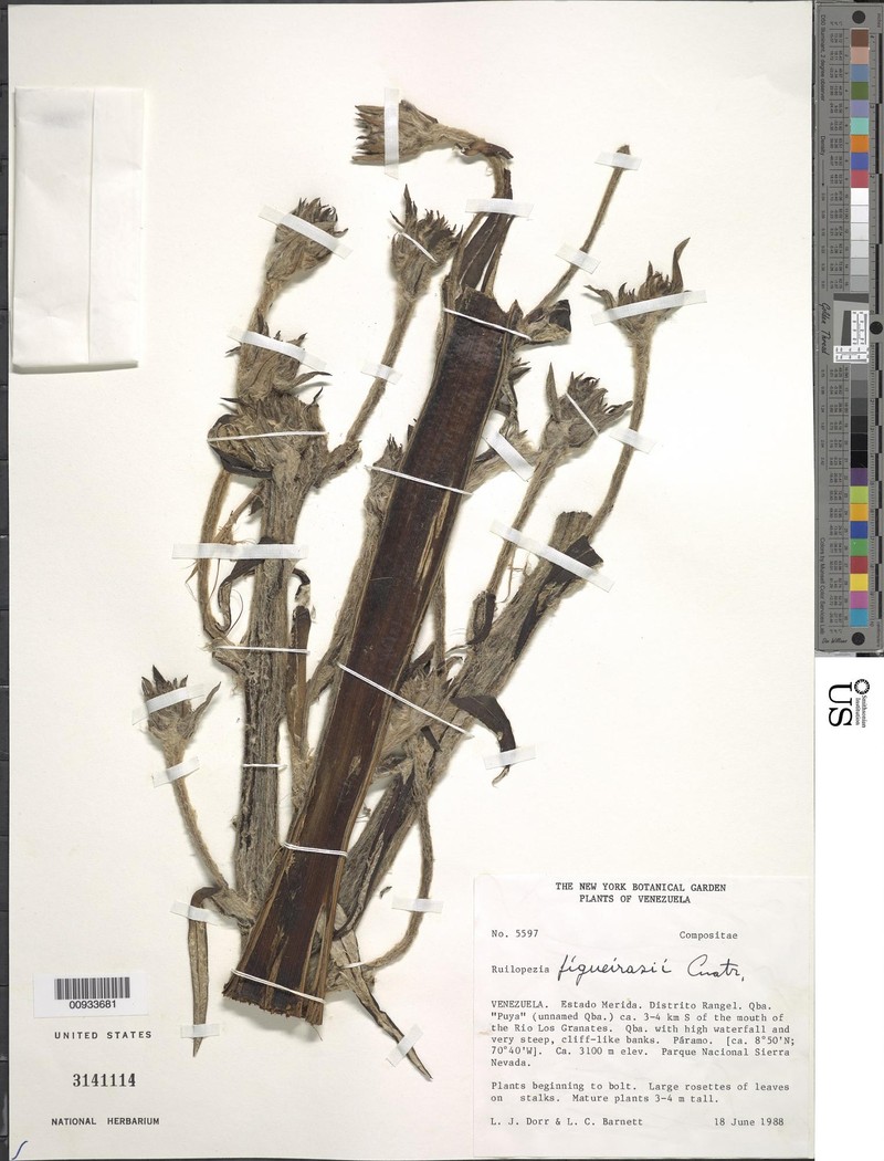 Espeletia figueirasii photo 2