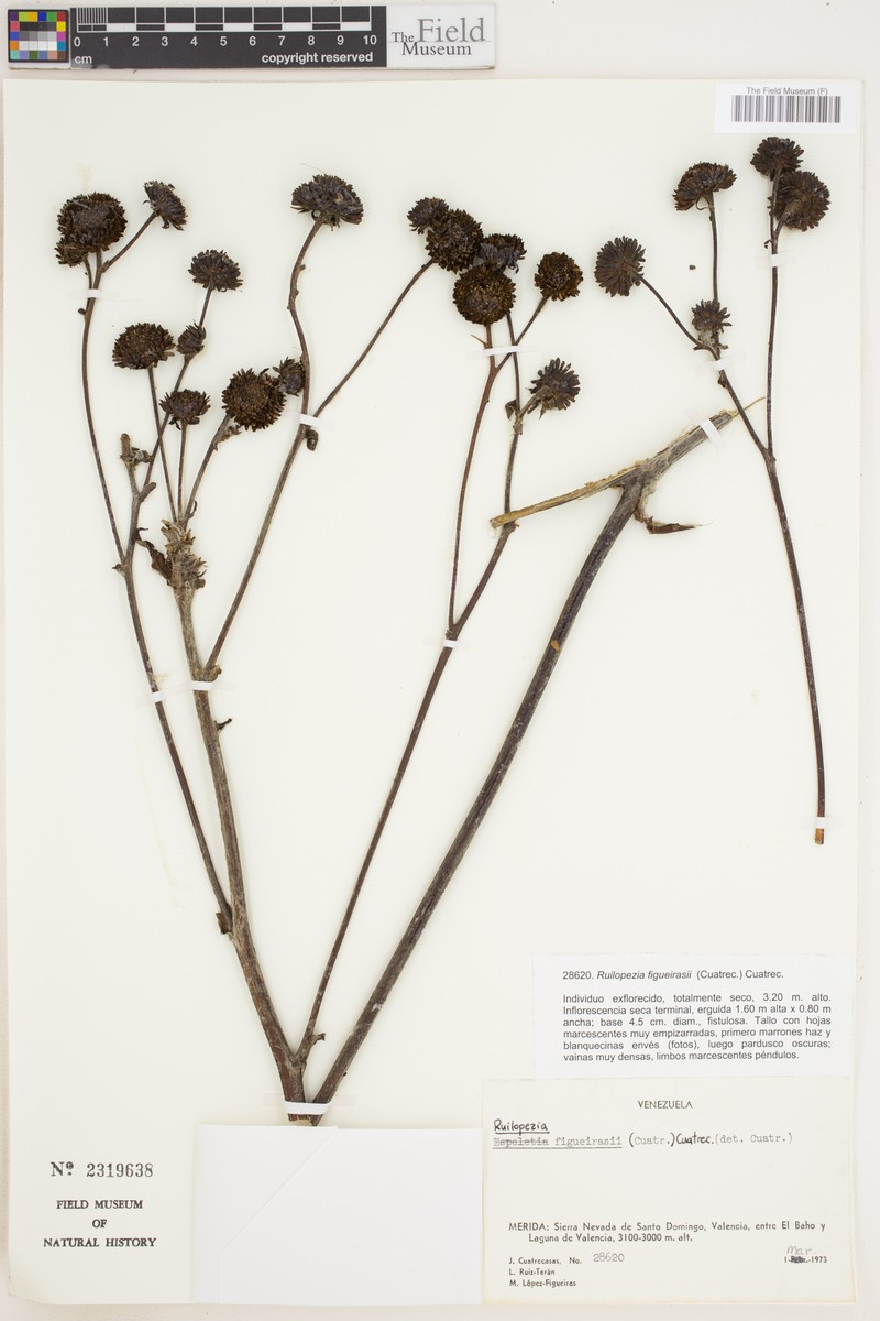 Espeletia figueirasii photo 3