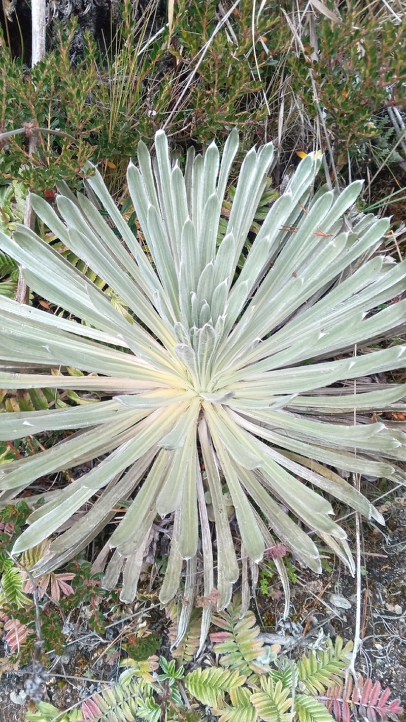 Espeletia floccosa