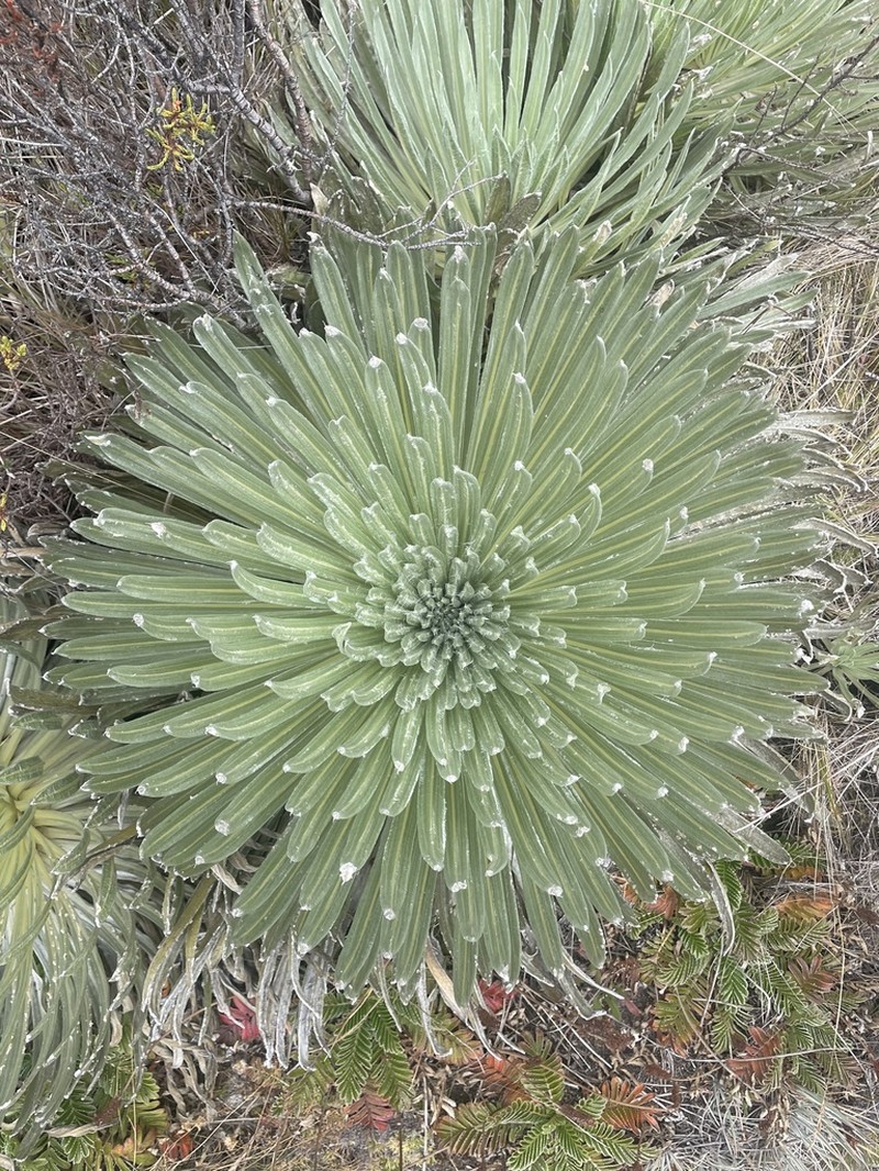 Espeletia floccosa photo 2