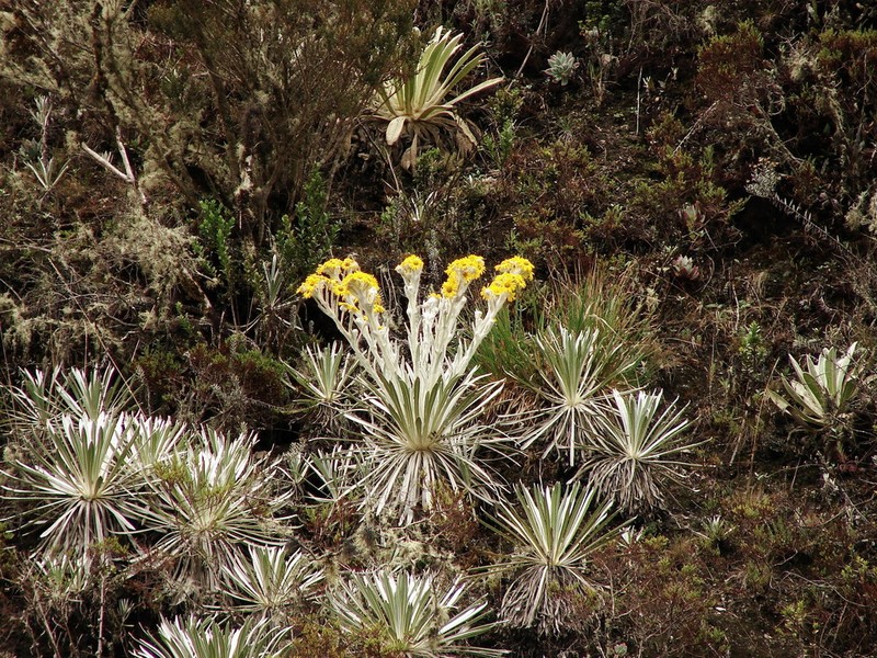 Espeletia floccosa photo 3