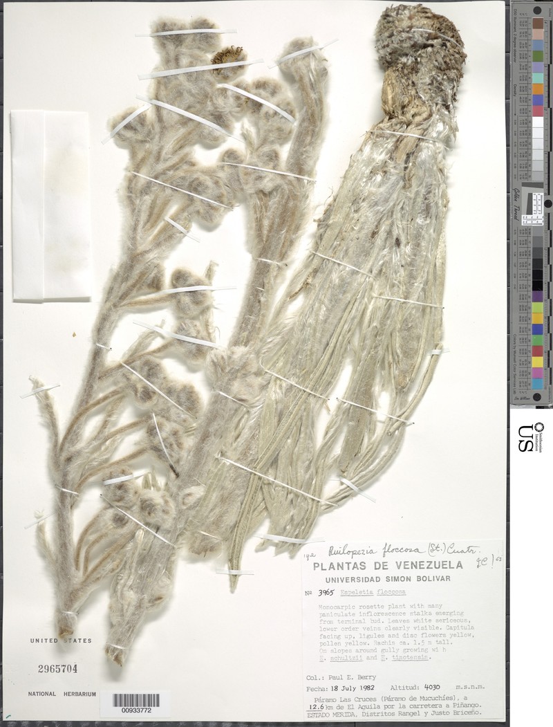 Espeletia floccosa photo 6