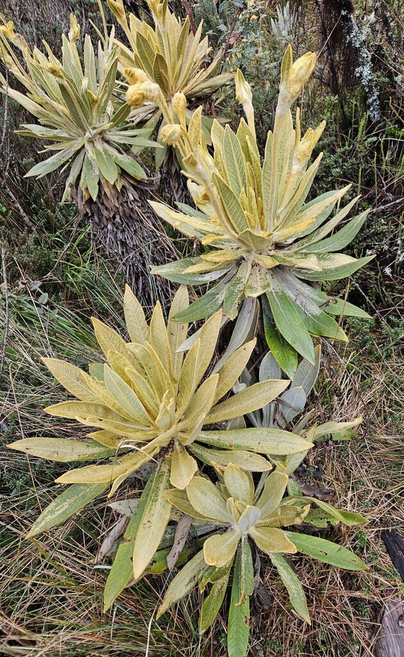 Espeletia frontinoensis photo 2