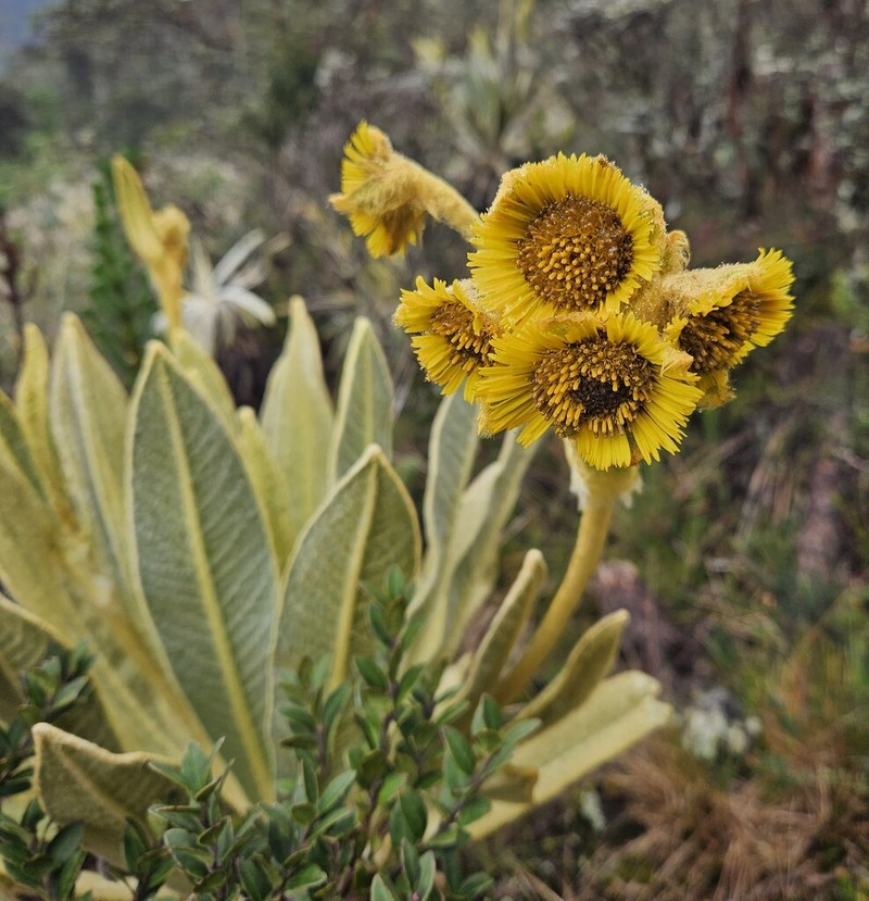 Espeletia frontinoensis photo 3