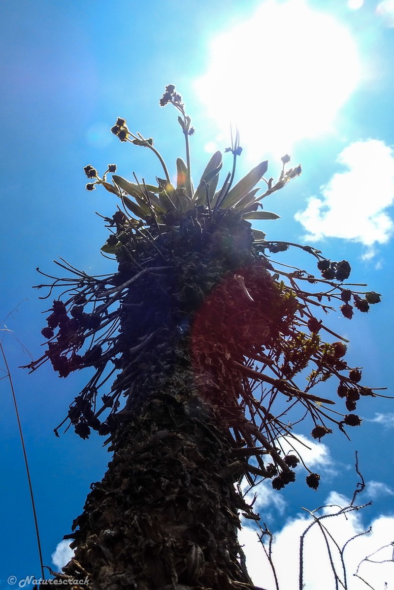 Espeletia frontinoensis photo 4