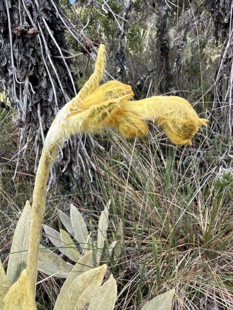 Espeletia frontinoensis photo 5
