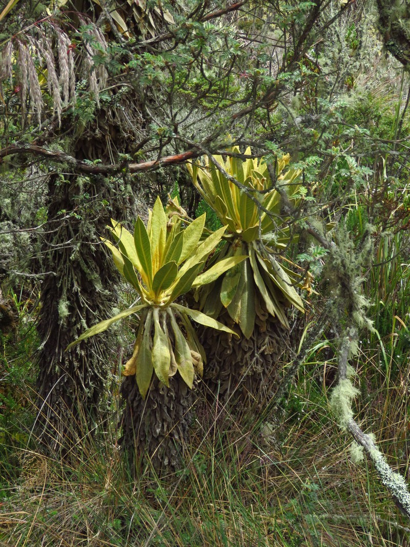 Espeletia frontinoensis photo 6