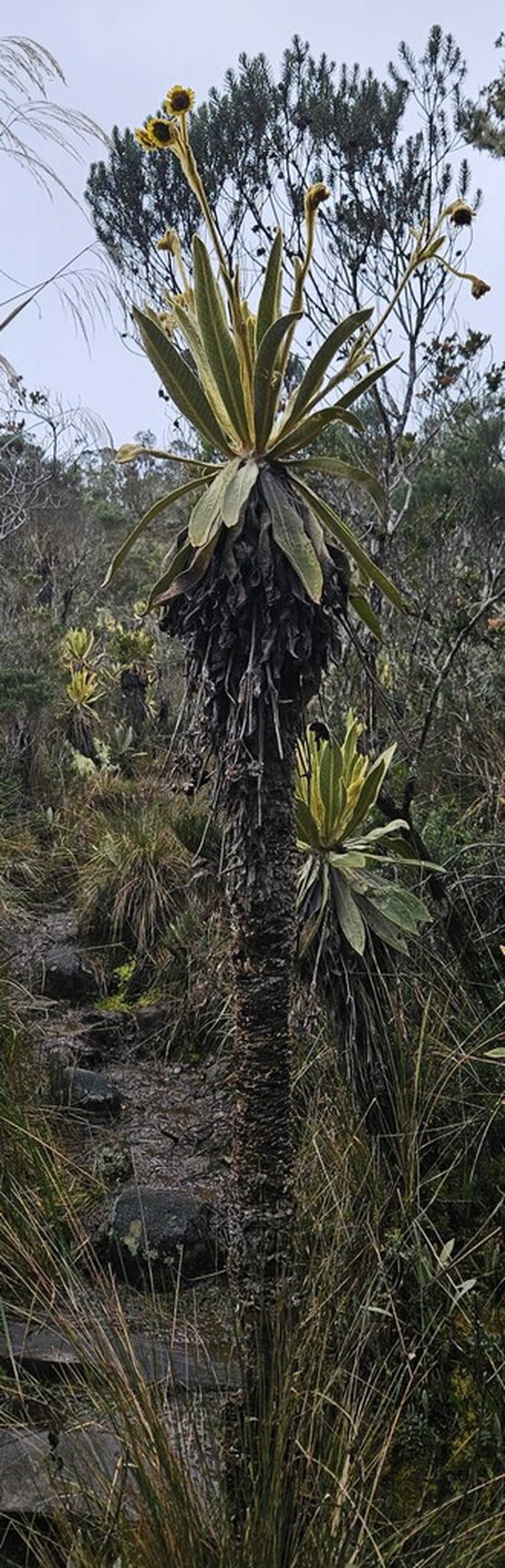 Espeletia frontinoensis photo 7