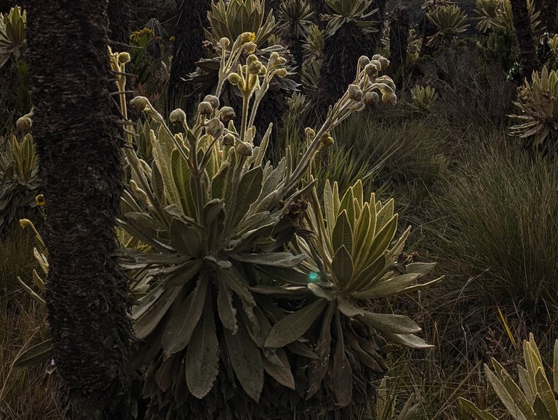 Espeletia frontinoensis photo 8