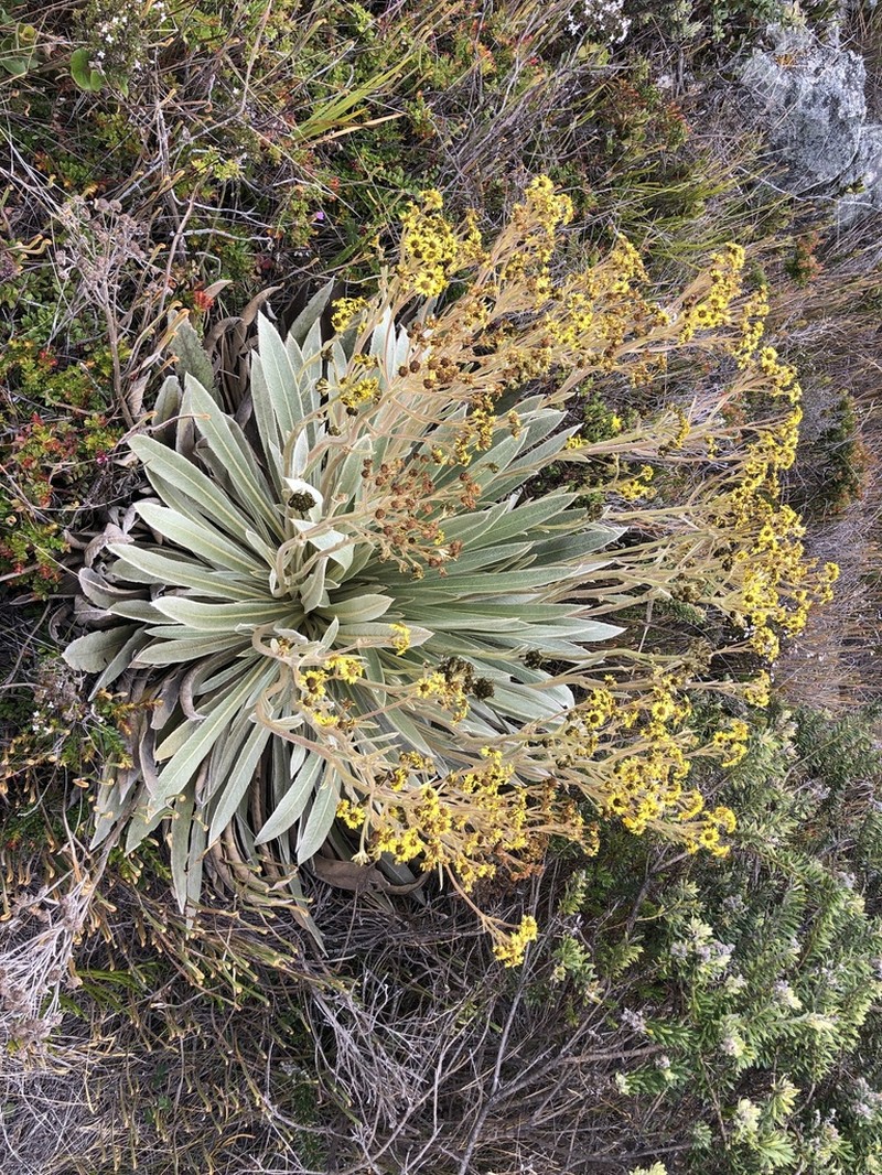 Espeletia funckii