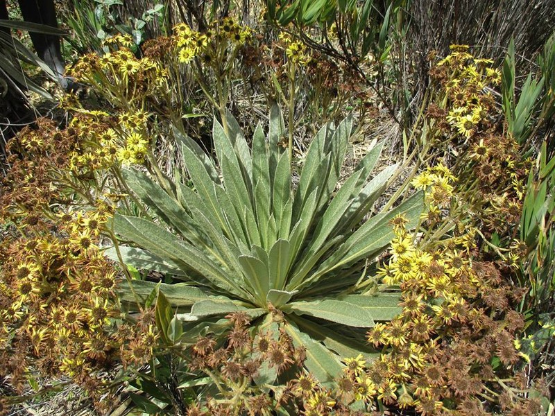 Espeletia funckii photo 2