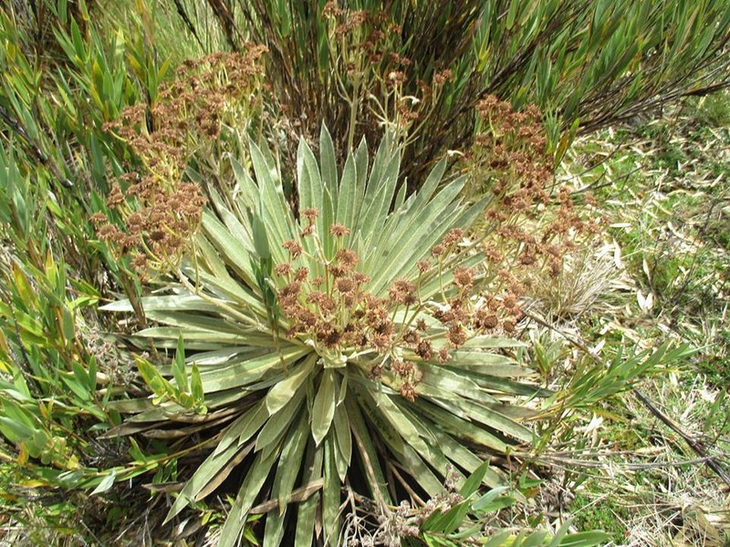 Espeletia funckii photo 3