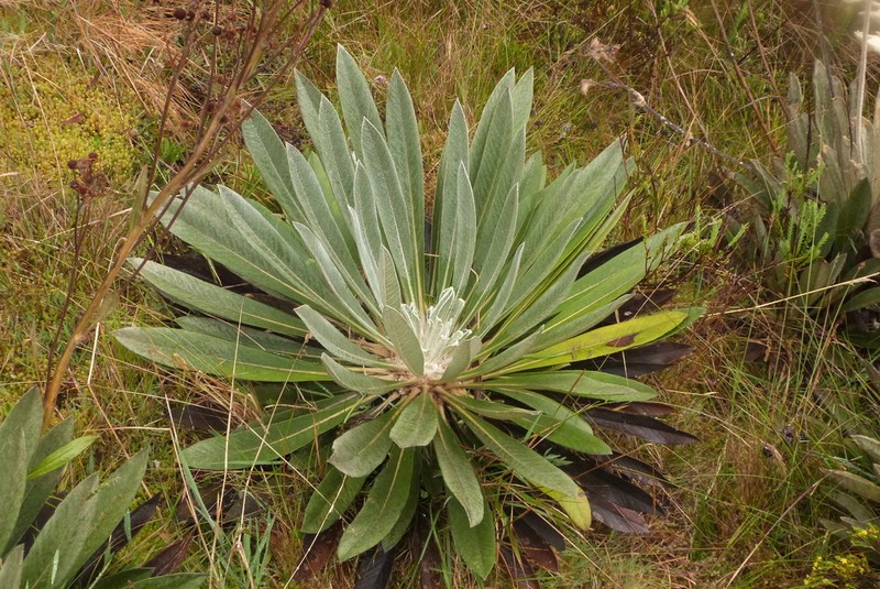 Espeletia funckii photo 4