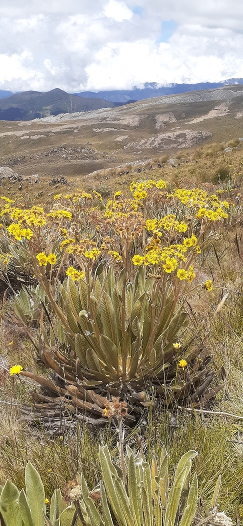 Espeletia funckii photo 5