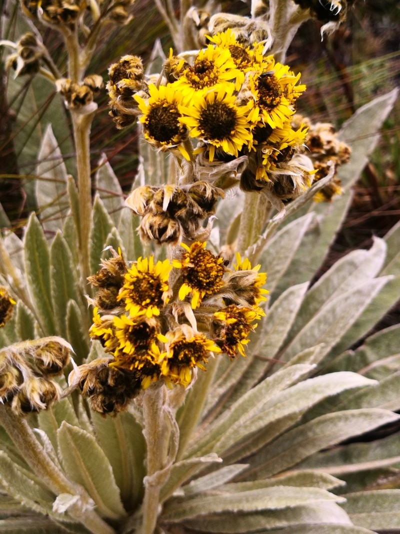 Espeletia funckii photo 6