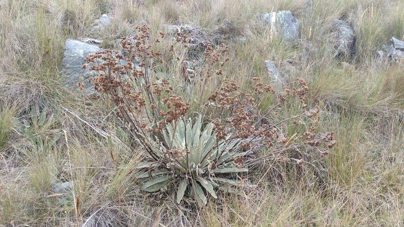 Espeletia funckii photo 7