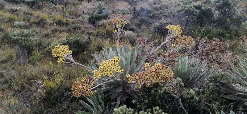 Espeletia funckii photo 8